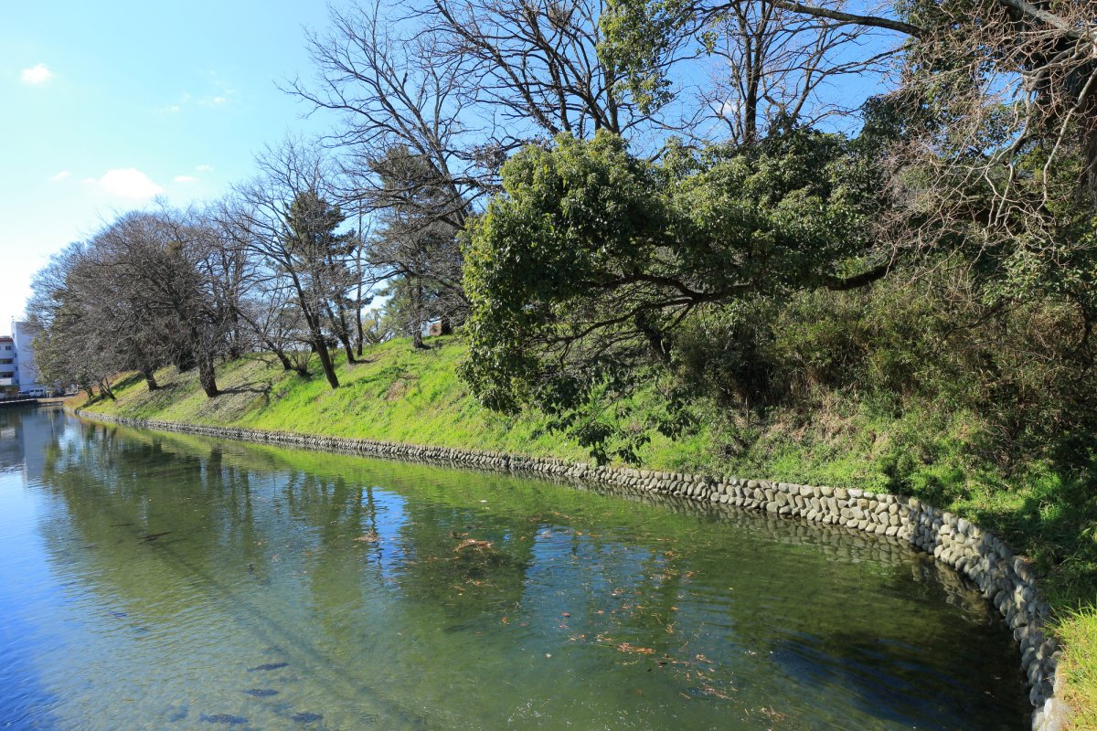 道後公園の桜（松山市） - お花見2025 - ウォーカープラス