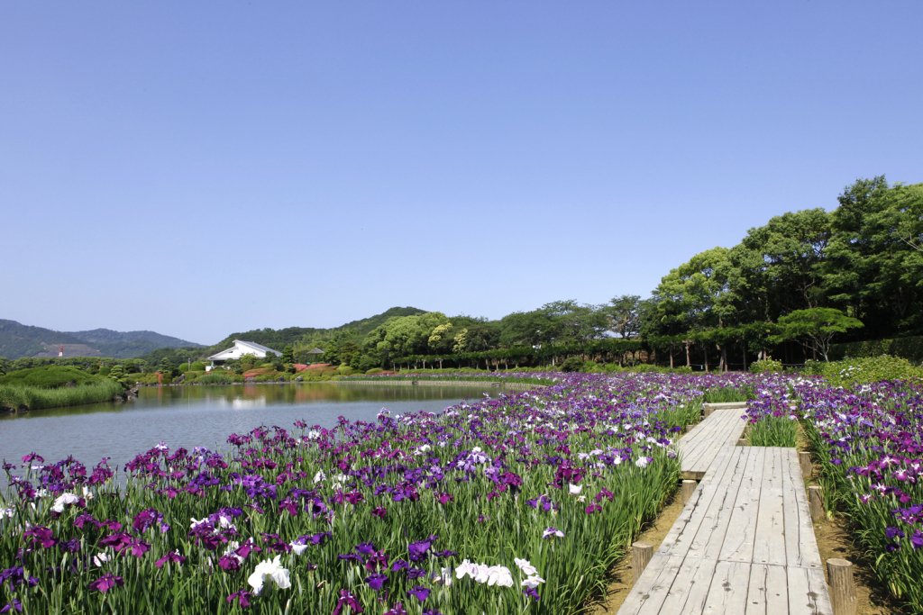 南楽園花菖蒲まつり