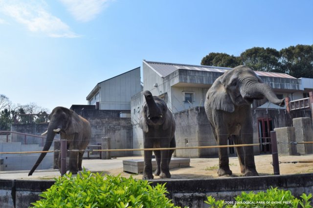 愛媛県立とべ動物園　GW開園