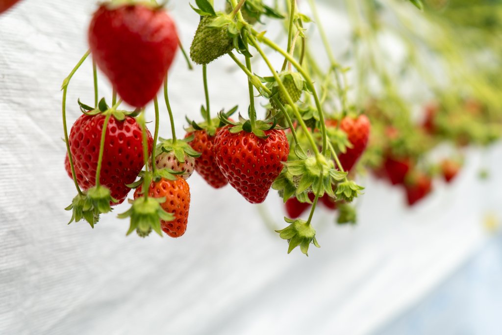 まるイチゴファーム いちご狩り｜愛媛のスポット・体験｜愛媛県の公式