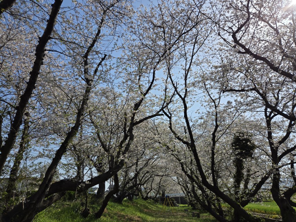 西条市】吉田河原の桜｜愛媛のスポット・体験｜愛媛県の公式観光サイト