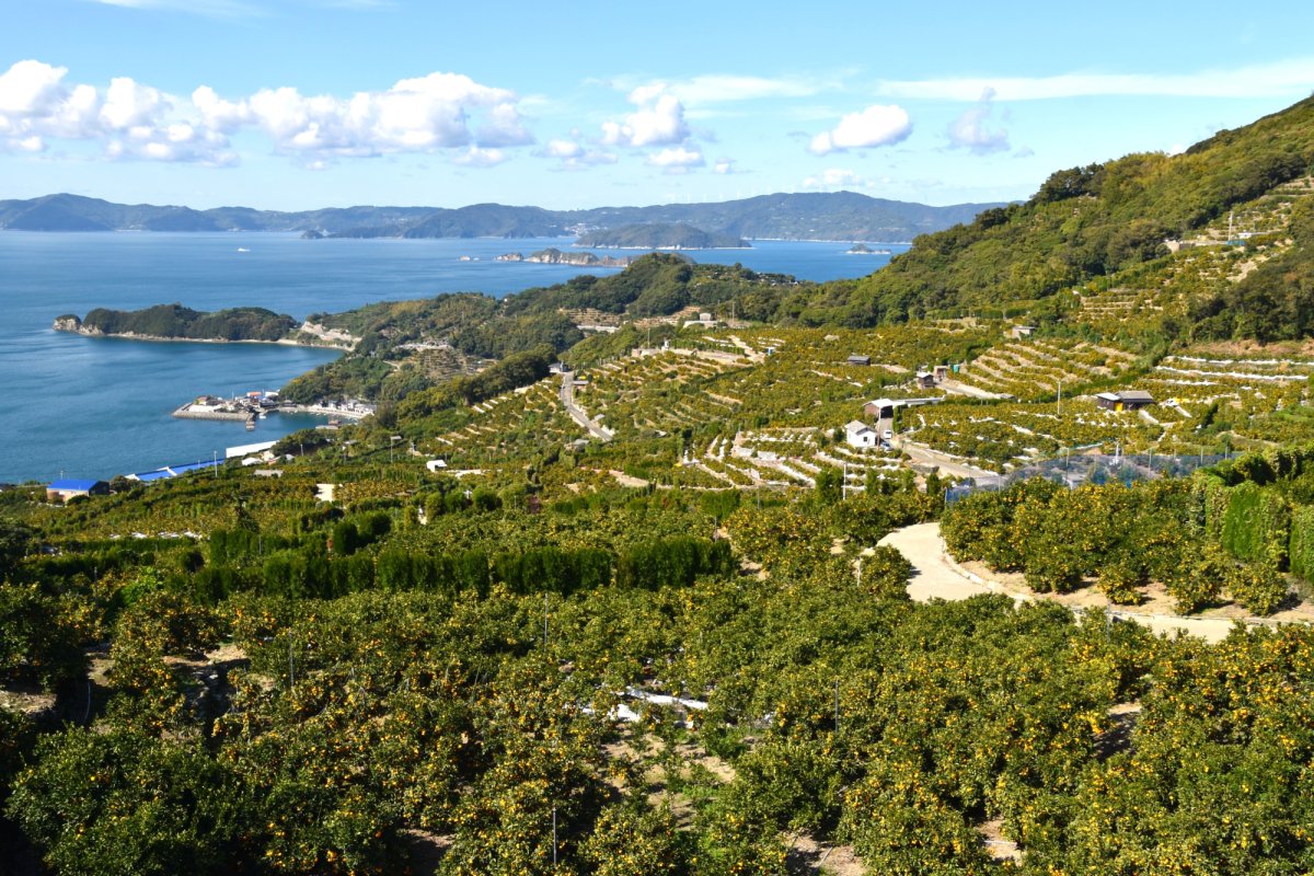 えひめのみかんをもっと好きに②～みかんの段々畑や産地風景をご紹介