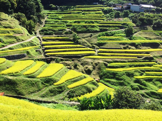 美しい「愛媛のたなだん(棚田・段畑)」の写真を撮ってみませんか!