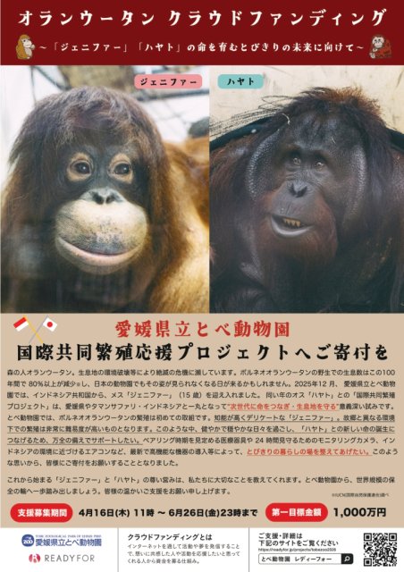 【愛媛県立とべ動物園】オラウータンの未来に向けて！ジェニファー＆ハヤト共同繁殖応援プロジェクト（オラウータンクラウドファンディング）