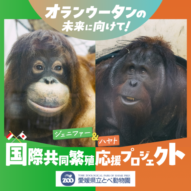 【愛媛県立とべ動物園】オラウータンの未来に向けて！ジェニファー＆ハヤト共同繁殖応援プロジェクト（オラウータンクラウドファンディング）