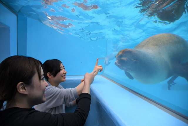 ＼とべ動物園　アシカ舎がリニューアル／