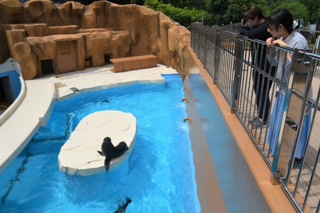 ＼とべ動物園　アシカ舎がリニューアル／