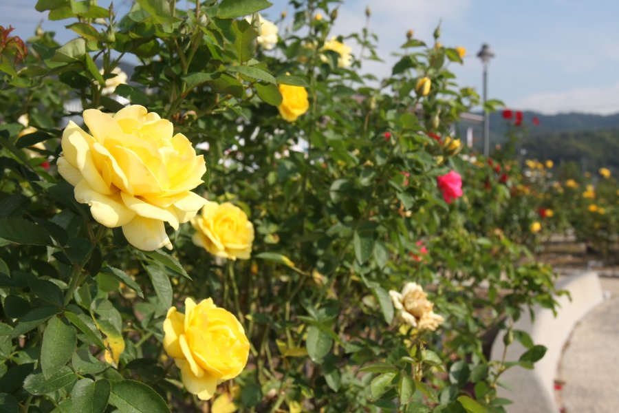 フランスから移植された約100種のバラを始め、貴重な品種が多数植栽されている日本でも数少ないバラの公園。