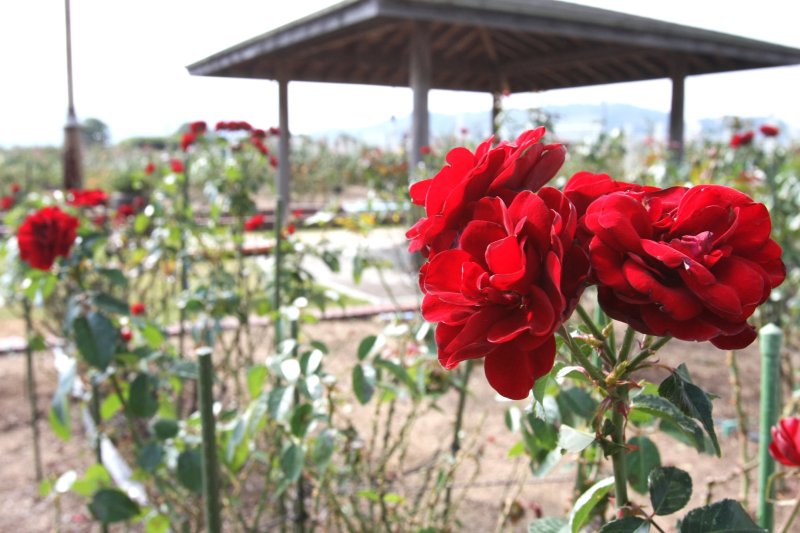 園内には噴水や花時計などもあり、散策の途中で休憩できる東屋なども整備されている。