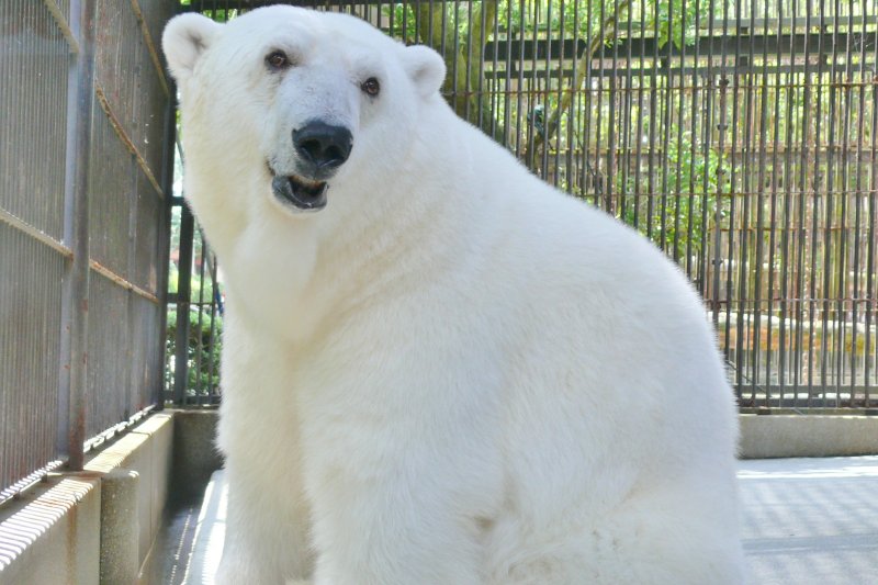動物園のアイドルであるホッキョクグマのピースを見に県外からはるばる足を運ぶ人も多い。