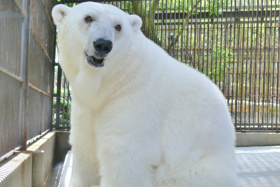 動物園のアイドルであるホッキョクグマのピースを見に県外からはるばる足を運ぶ人も多い。