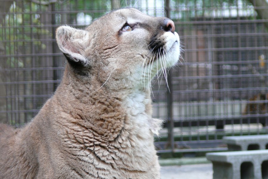 ネコ属の中では最大の動物で、クーガー・アメリカライオンとも呼ばれるピューマ