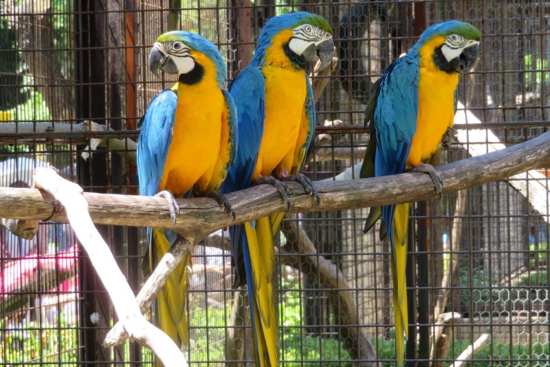 ぎゅっと下向きに曲がった大きなクチバシが特徴の、ルリコンゴウインコ