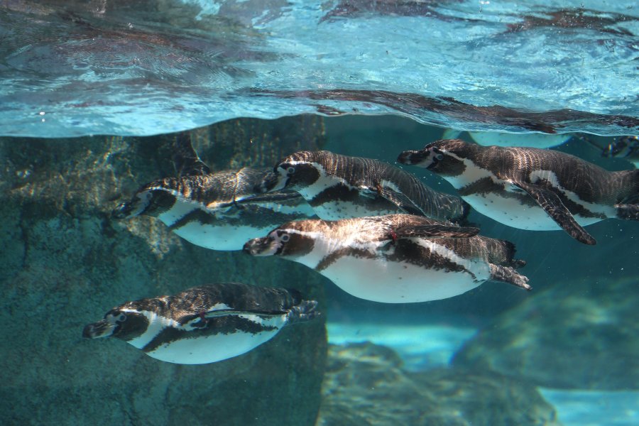 ガラス張りとなっているペンギン舎では、普段では見れない角度からペンギンを見ることができる。