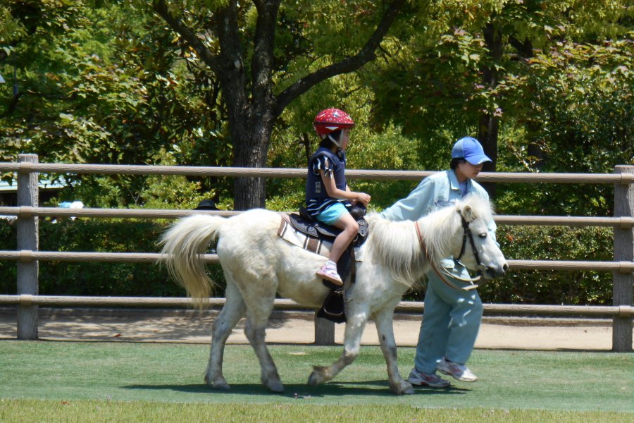 3歳以上小学校6年生までで体重が30kg以下でないと乗れないほど小さな野間馬。子供たちにぜひ体験してもらいたい。
