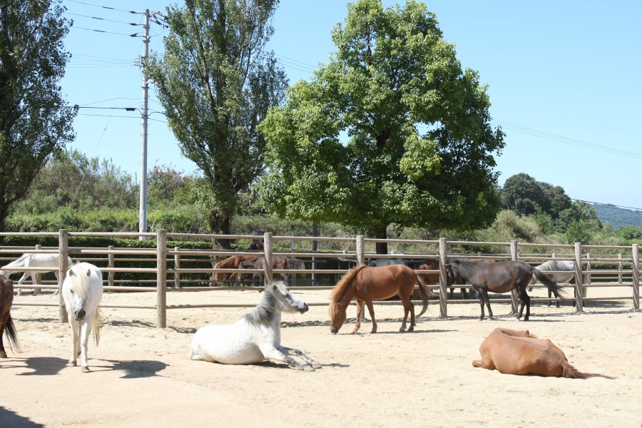 広い敷地には野間馬がたくさん放牧されており、穏やかで愛嬌たっぷりの野間馬を柵越しに触ることができる。