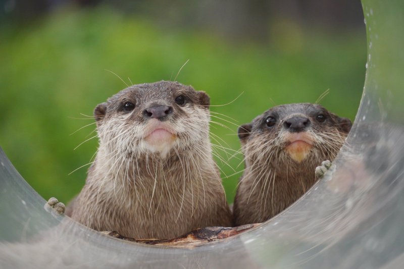 カワウソ舎ではアクリルで造られたプールで、元気に走り回るカワウソを間近に見ることができる。
