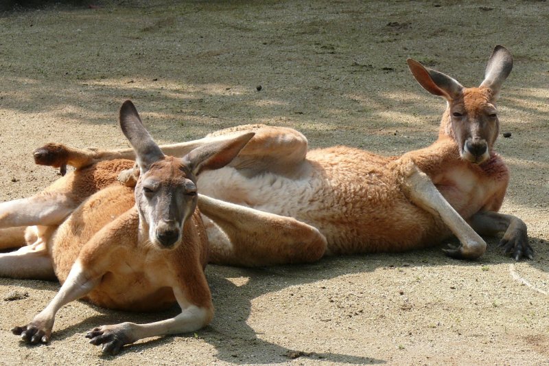 カンガルーが檻のすぐ側まで寄ってきてくれるので、間近で観察することができる。