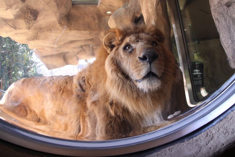 王者の風格漂うライオンの、可愛らしい意外な一面も見ることができる。
