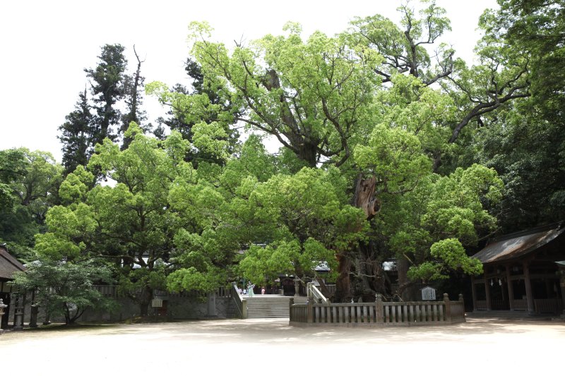 拝殿前の広場にある楠は高さ約20m、幹回り約12m、樹齢約2600年の神木。パワースポットとしても有名で、神聖なる佇まいで鎮座している。