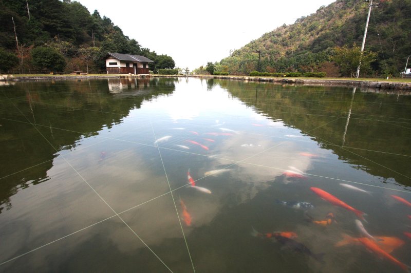 朝倉ダムに面した絶好の条件を活かした池では、様々な柄のコイが悠々と泳いでいる。