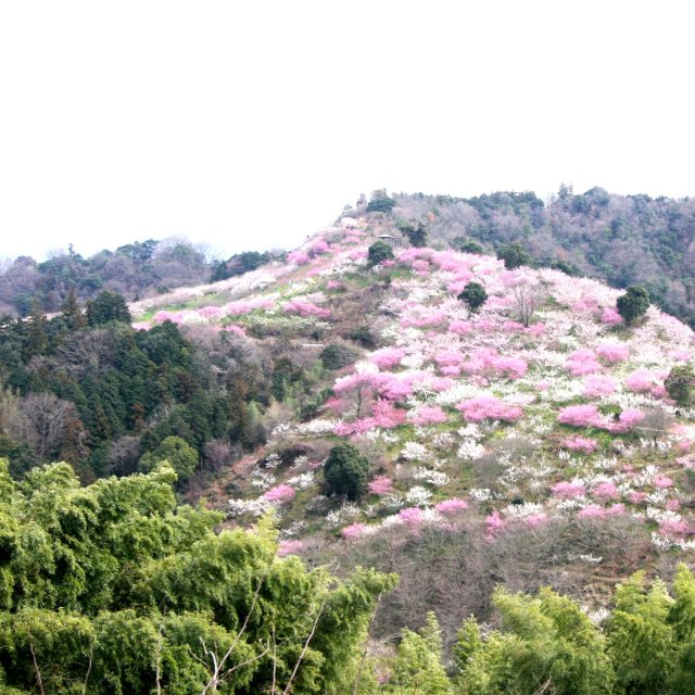 七折梅園