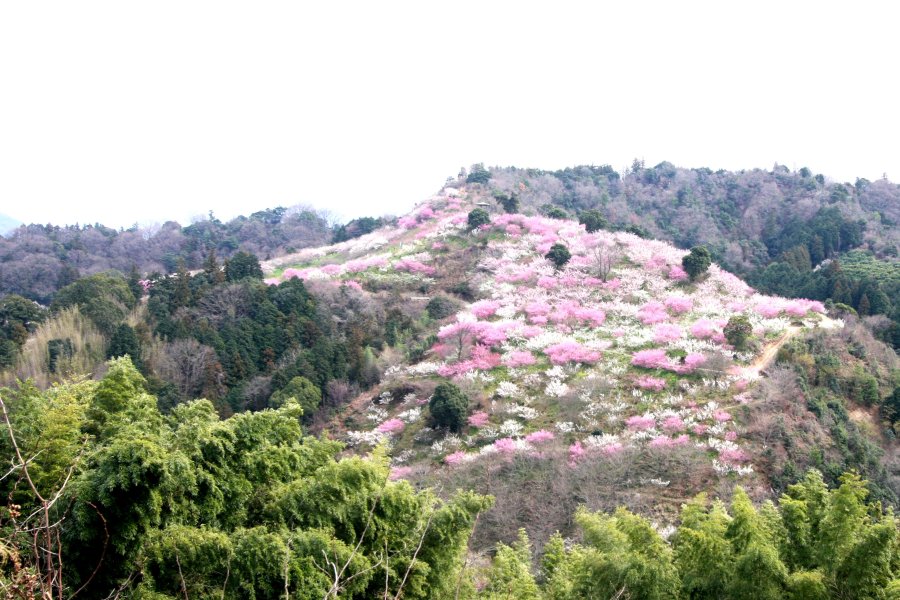 約30種･16000本もの梅の花が春になると色鮮やかに咲き誇り、山全体を華やかに彩る。