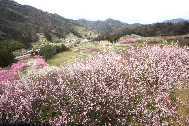 山頂の展望台からは、眼下に広がる七折梅園の絶景を一望することができる。