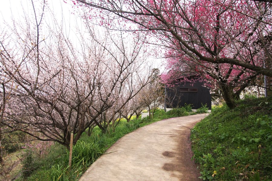 園内の遊歩道では、色鮮やかな梅の花を愛でながら散策することができる。
