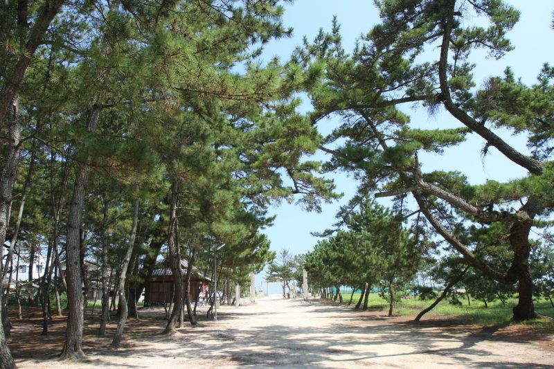 志島ヶ原一帯の松原では、アカマツやクロマツの老松が絡み合った幻想的な景観を眺めながら散策できる。