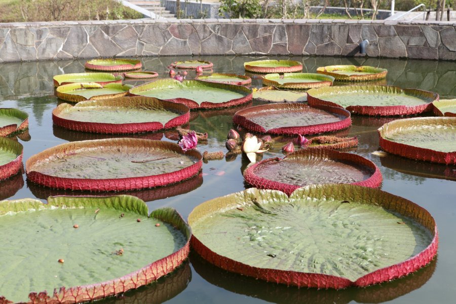 南アメリカ産の大きな浮葉で有名な、水生植物「オオオニバス」を鑑賞できる大きな水槽が設けられている。