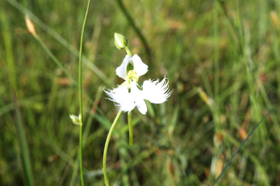 サギソウは8月上旬から9月中旬にかけて、白鷺が羽を広げた姿に似た、小さく白い花を咲かせる。