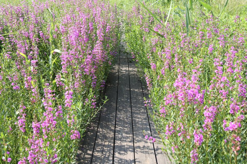 湿地では、夏にかけて小さく可憐な花をつけるものが多く、秋には一面が黄金色になるなど四季折々の景観が楽しめる。