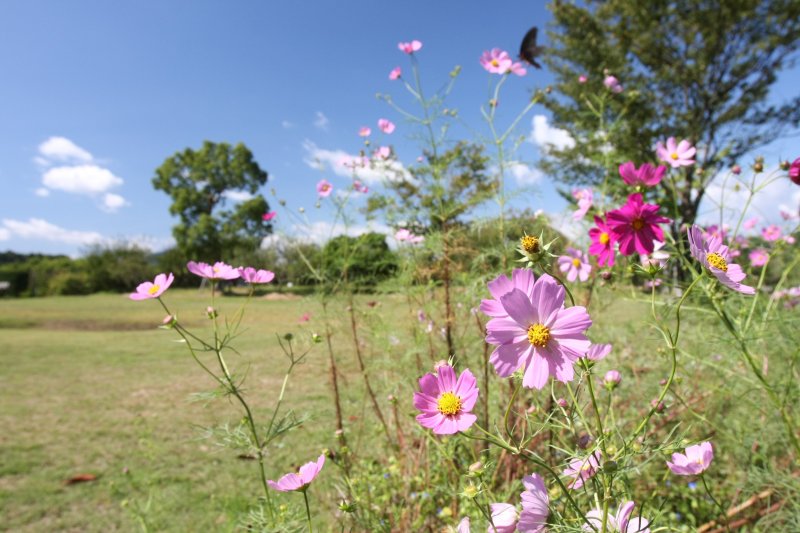 青々とした広い芝生に設けられた花壇には、季節の花が咲き乱れ訪れる人の目を楽しませてくれる。