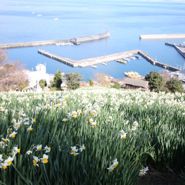 日本水仙花開道