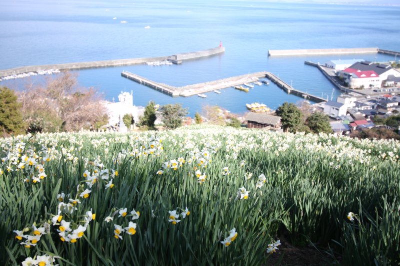 日本水仙花開道 愛媛のスポット 体験 愛媛県の公式観光サイト いよ観ネット