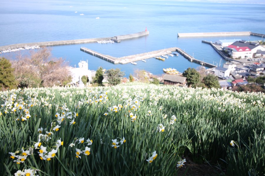 目の前に風光明媚な景観が広がる双海下灘水仙畑には、見ごろになると毎年多くの見学者が集う。