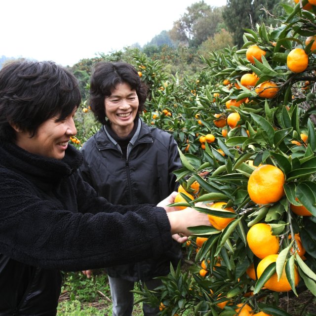 砂田集落みかん園