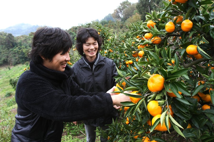 野菜ソムリエの資格を持つ知識豊富なオーナーが、みかんについての質問に答えてくれる。