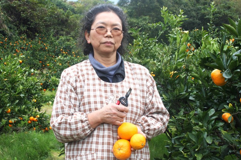 「新鮮なみかんを味わってもらいたい」という思いから観光農園をスタート。みかんの他にも伊予柑やレモンなどの柑橘類を育てている。