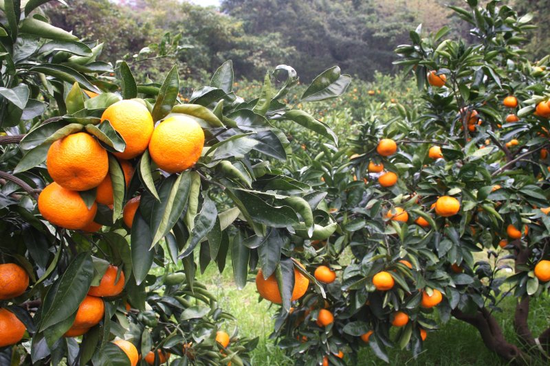 もぎたての新鮮なみかんを味わうことができる観光農園では、毎年水の管理に気を使い良質なみかんを育てている。