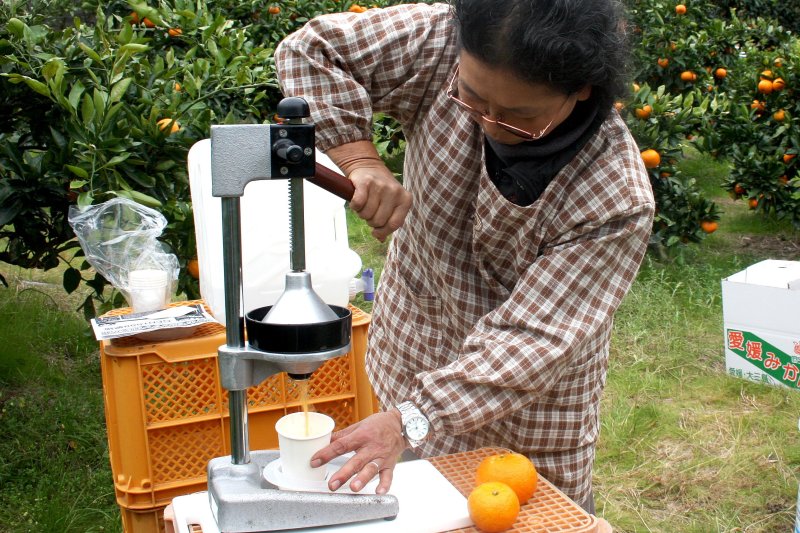 収穫したみかんをジュースにすることができ、その場で果汁100%の生絞りジュースが味わえる。