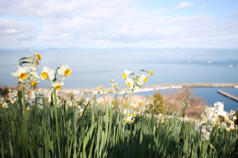 空と海の抜けるような青を背景に、可憐な白い水仙の花が潮風に揺られて咲いている。