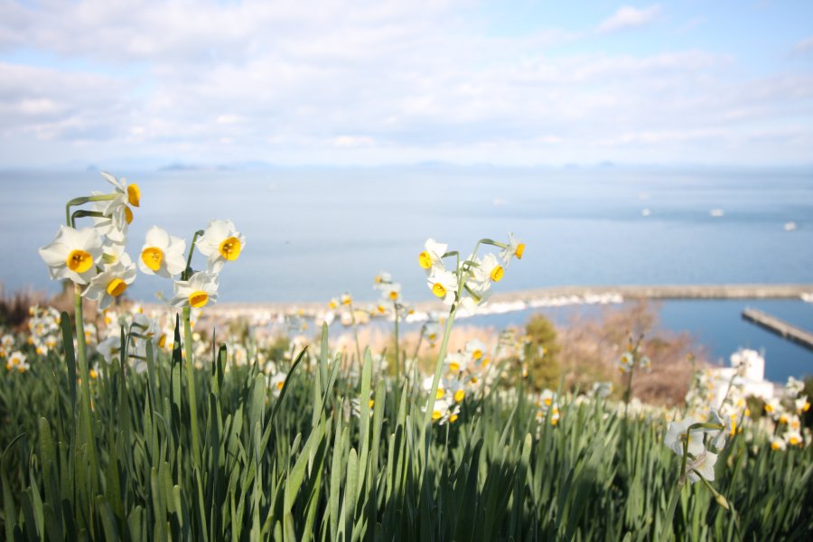 空と海の抜けるような青を背景に、可憐な白い水仙の花が潮風に揺られて咲いている。