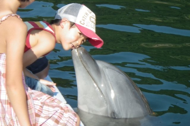 「ふれあいコース」は、キスや握手、輪投げなど、楽しく遊びながらイルカの生態について学ぶことができる。