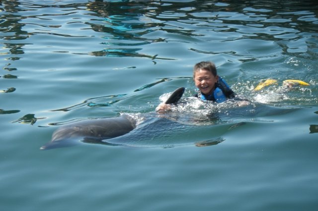 背びれや胸びれにつかまって、イルカと一緒に楽しく泳ぐことができる「スイムコース」。