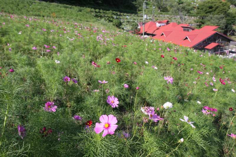 夏から初秋にかけて赤や白、ピンクなど様々な種類のコスモスが一面に咲き乱れる。