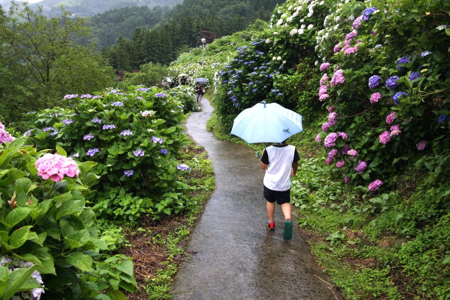 色とりどりのあじさいに囲まれた遊歩道を歩けば、梅雨の魅力が満喫できる。