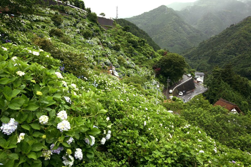 山の斜面に広がるあじさいは、山肌全体をカラフルに装飾する。
