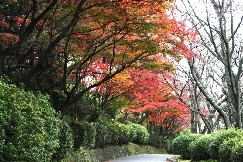 秋にはモミジなどが深紅に染まり、訪れた人を幻想の世界へ誘う。遊具だけでなく、豊富な自然散策を堪能できるのも楽しみの一つ。